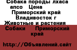 Собака породы лхаса апсо › Цена ­ 20 000 - Приморский край, Владивосток г. Животные и растения » Собаки   . Приморский край